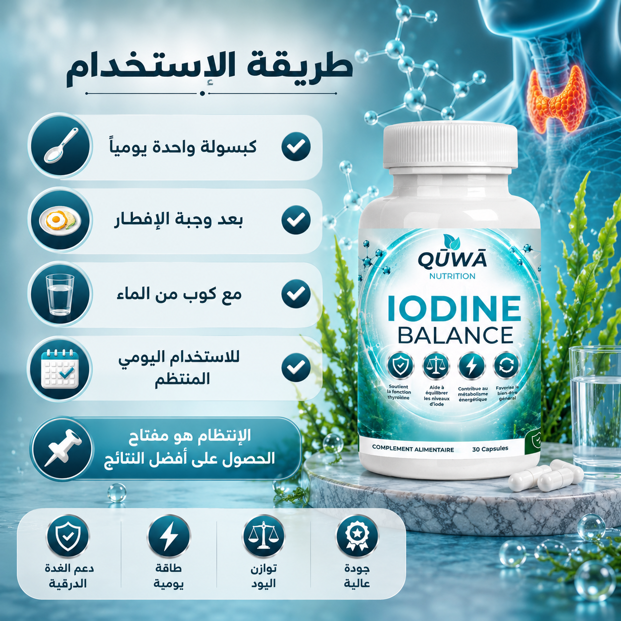 توازن اليود — دعم الغدة الدرقية بطحالب البحر والسيلينيوم وفيتامين B12